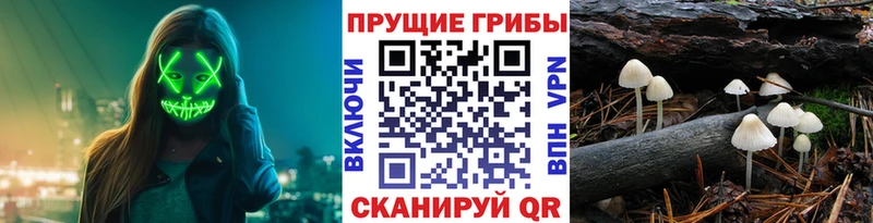 Псилоцибиновые грибы Psilocybe  Елец 