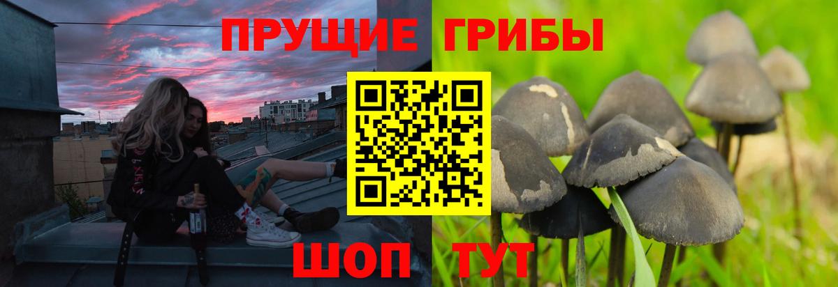 Псилоцибиновые грибы Psilocybine cubensis Елец